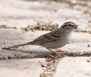 Chipping Sparrow
